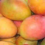 Jak-poznat-zrale-mango