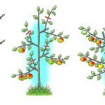 Strihani-sloupovitych-ovocnych-stromu