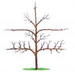 Strihani-sloupovitych-ovocnych-stromu2-1
