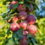 Columnar apple trees