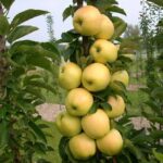 Columnar apple trees2