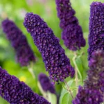 Buddleja davidii2