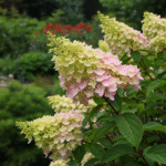 Hydrangeapaniculata