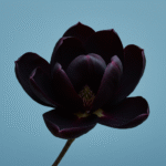 Magnolia black tulip
