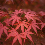 acerpalmatum
