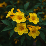 bignonioides nana 2