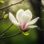 magnolia susan 2