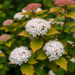 physocarpus opulifolius